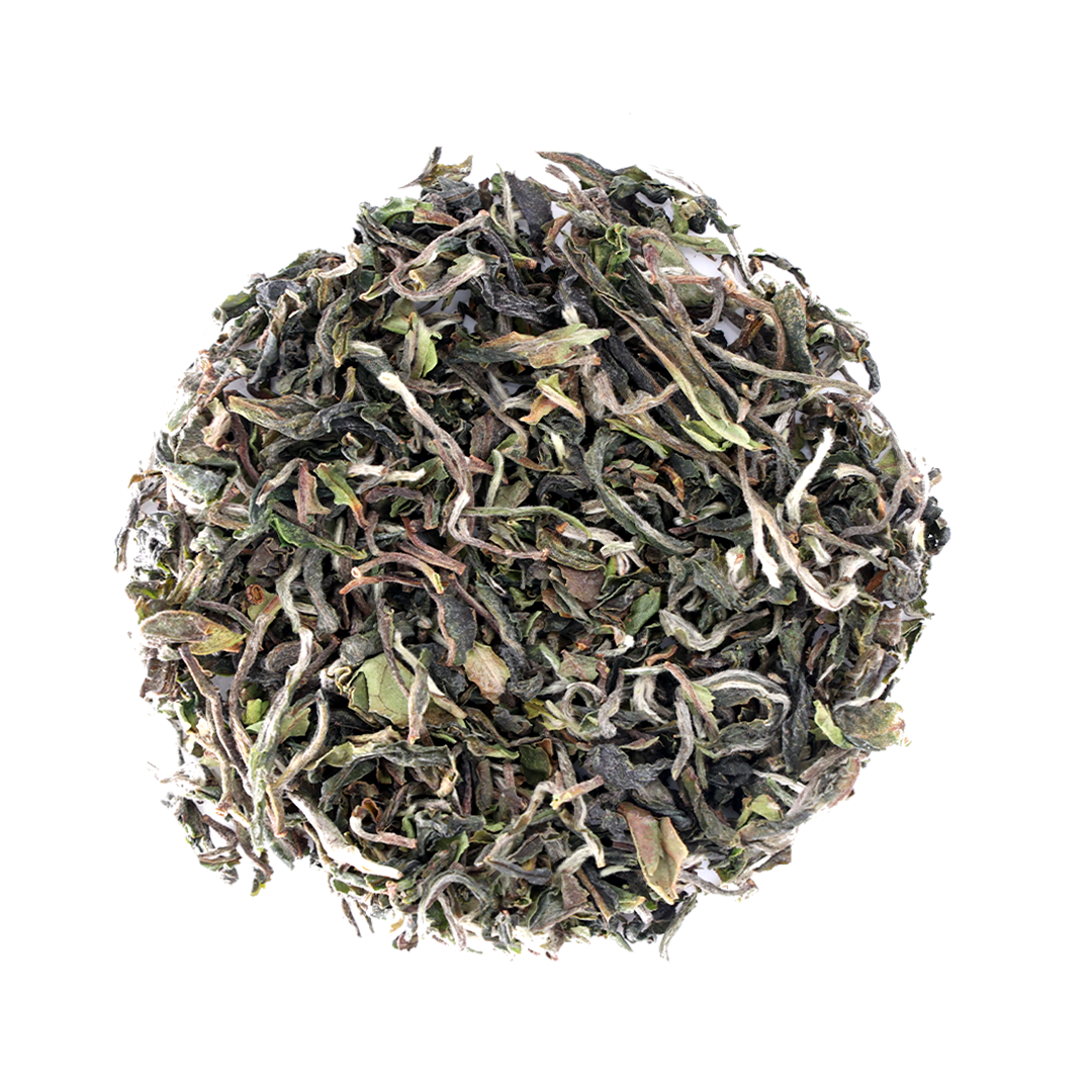 Singbuli Moonshine 2026