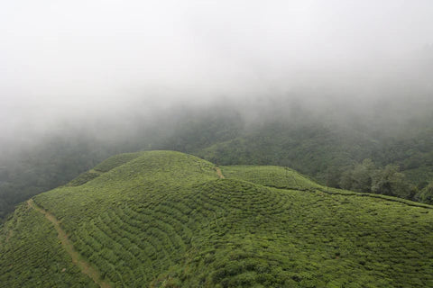 ‘Darjeeling – A History of the World’s Greatest Tea’ by Jeff Koehler