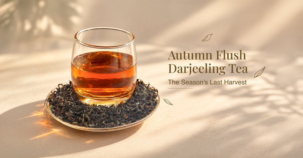 AUTUMN FLUSH DARJEELING TEA - THE YEAR’S LAST HARVEST