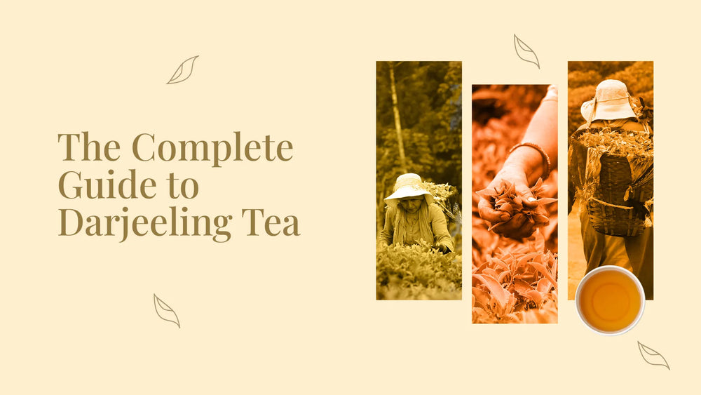 THE COMPLETE GUIDE TO DARJEELING TEA