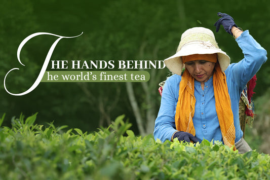 Darjeeling Tea