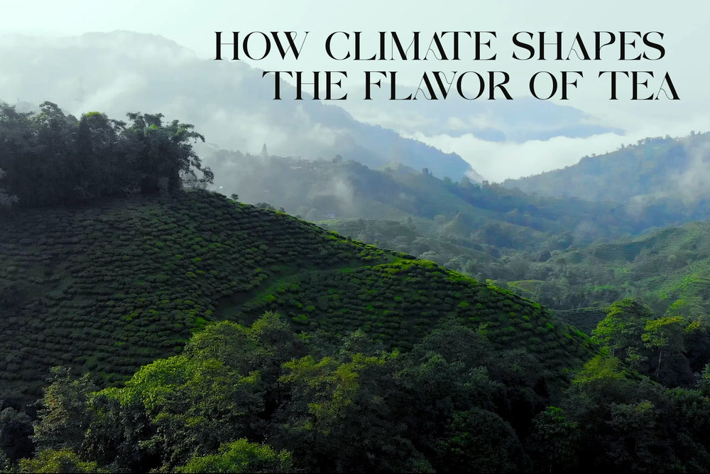 How Climate Shapes the Flavour of Tea