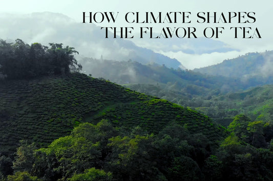 How Climate Shapes the Flavour of Tea