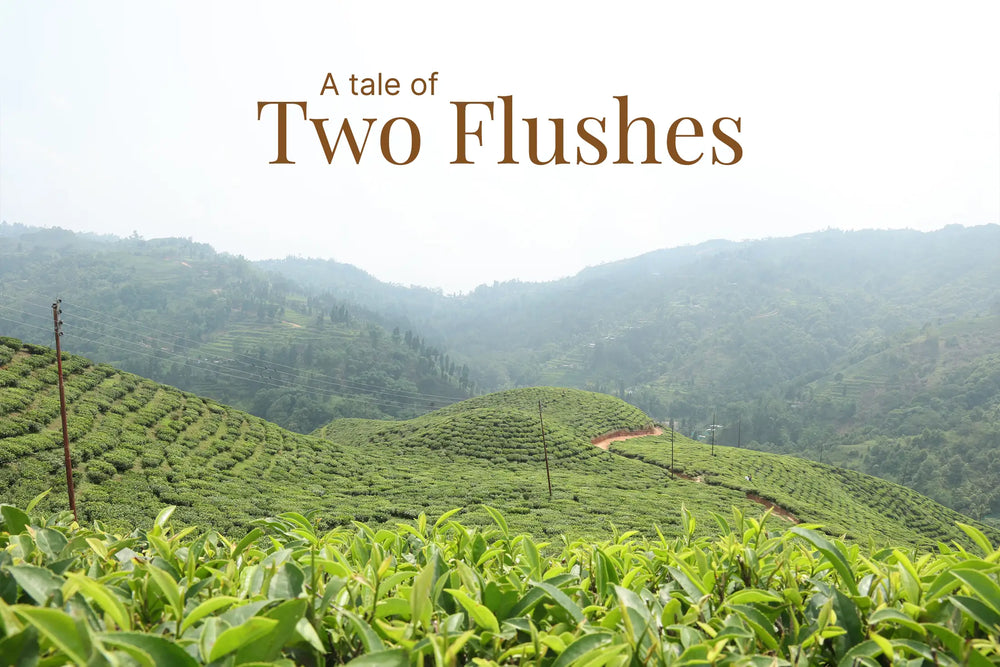 From Delicate to Bold: A Tale of Two Darjeeling Teas