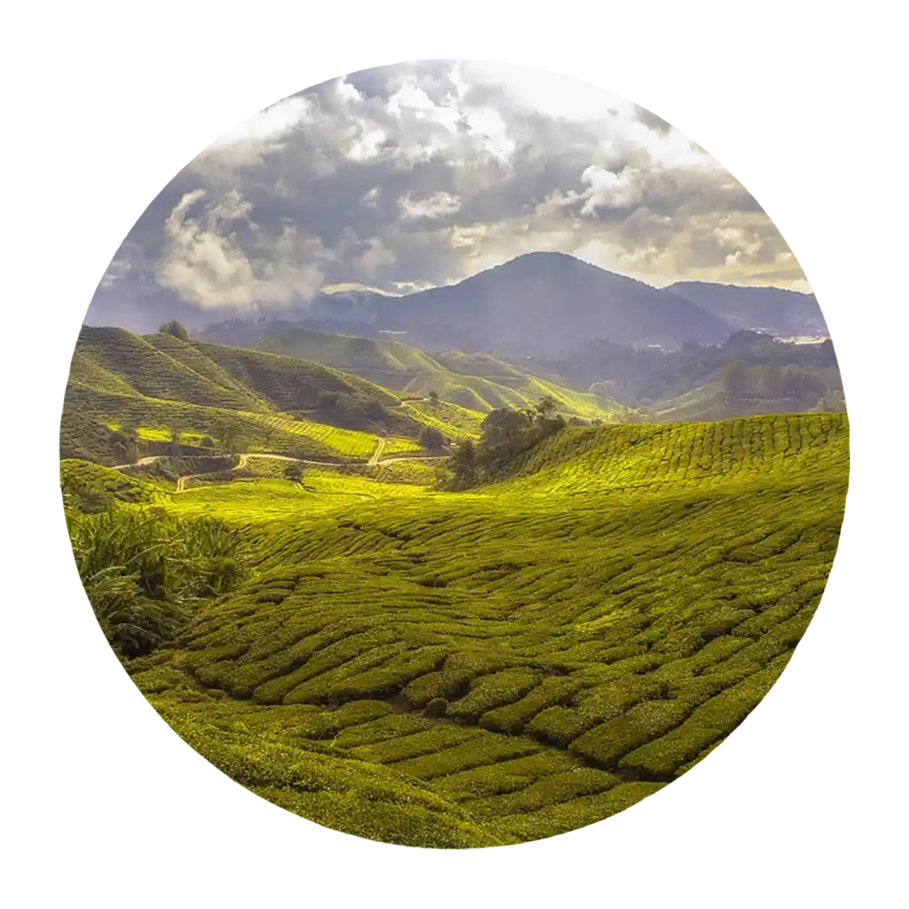 ChaiChun Sikkim tea – premium whole leaf teas from Temi and other Sikkim estates.