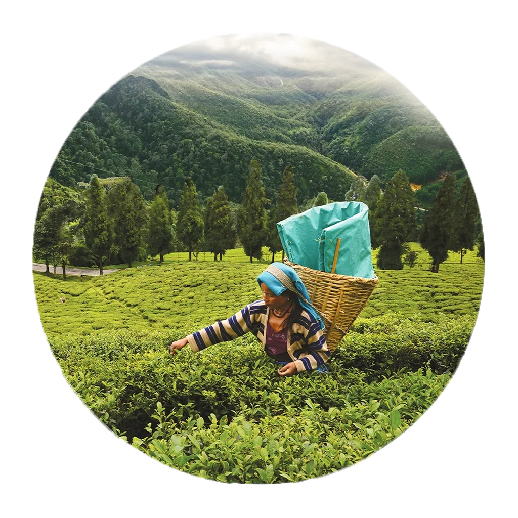 ChaiChun single estate teas – traceable, garden-fresh whole leaf varieties