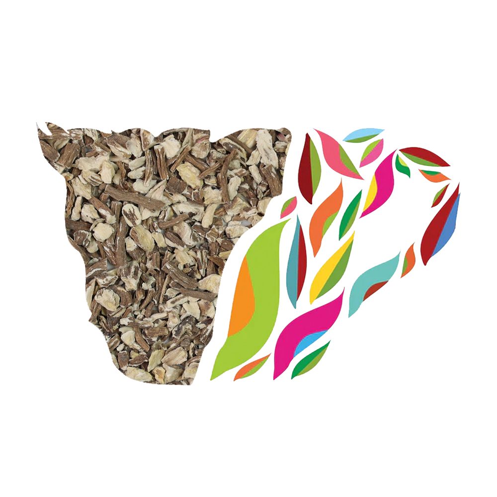 Dandelion Root