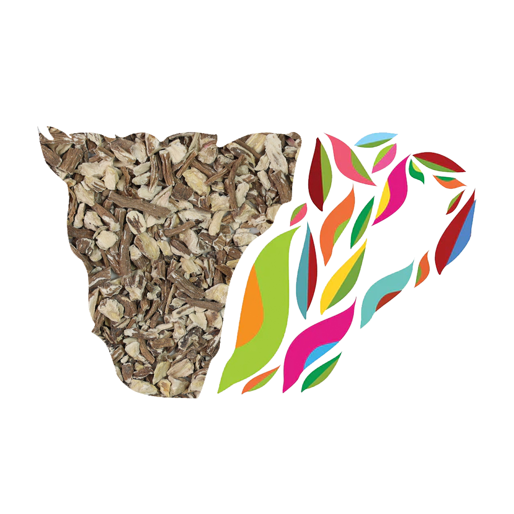 Dandelion Root