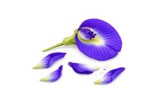 Blue Pea Flower