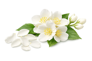 Jasmine Petals 
