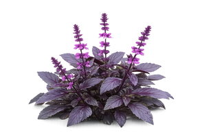 Krishna Tulsi