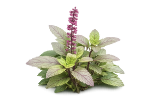 Rama Tulsi