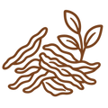 PREMIUM_ORTHODOX_LEAF - A brown line-art icon depicting dried roots or bark with a small leafy sprig, shown on a plain white background.