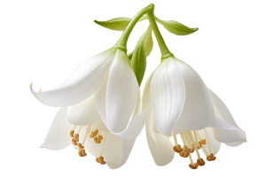 Jasmine Flavour 