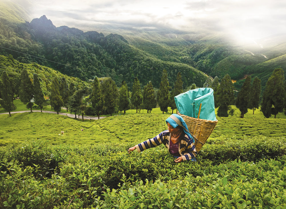 Best Calming Teas For Stress